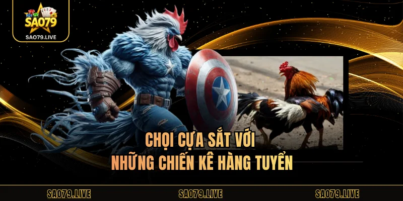 Đá Gà Sao79 - Hấp Dẫn Với Đa Dạng Trận Chọi Kịch Tính Chọi cựa sắt với những chiến kê hàng tuyểnChọi cựa sắt với những chiến kê hàng tuyển